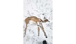 Charges laid after deer and fawns run down by truck near Maryfield